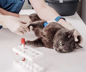 mersinvetfoks
