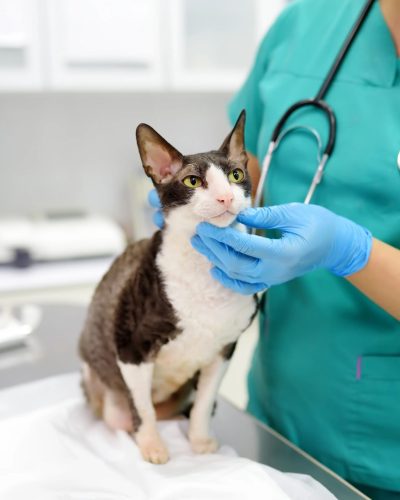 vetfoks1
